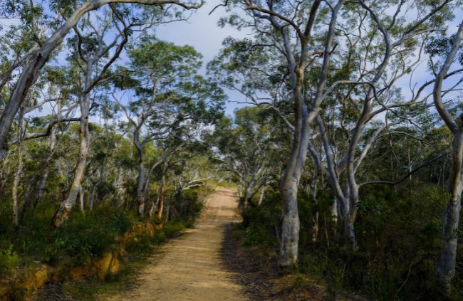 Fire trail access track winding through dense forest by Rural Property Services NSW Fire trail access track winding through dense forest by Rural Property Services NSW