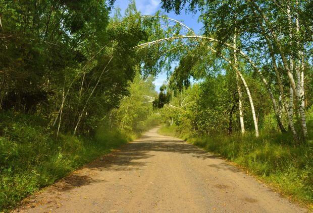 Overgrown rural trail surrounded by dense bushland, requiring bush fire maintenance by Rural Property Services NSW to reduce fuel load and improve safety access